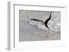 Black skimmer foraging along surf line, Florida, USA-Lynn M. Stone-Framed Photographic Print