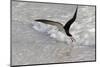 Black skimmer foraging along surf line, Florida, USA-Lynn M. Stone-Mounted Photographic Print