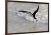 Black skimmer foraging along surf line, Florida, USA-Lynn M. Stone-Framed Photographic Print