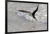 Black skimmer foraging along surf line, Florida, USA-Lynn M. Stone-Framed Photographic Print