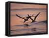 Black Skimmer, Fort Meyers, Florida, USA-Rolf Nussbaumer-Framed Stretched Canvas