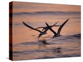 Black Skimmer, Fort Meyers, Florida, USA-Rolf Nussbaumer-Stretched Canvas