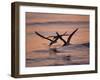 Black Skimmer, Fort Meyers, Florida, USA-Rolf Nussbaumer-Framed Photographic Print