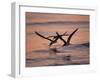 Black Skimmer, Fort Meyers, Florida, USA-Rolf Nussbaumer-Framed Photographic Print