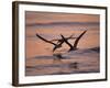 Black Skimmer, Fort Meyers, Florida, USA-Rolf Nussbaumer-Framed Photographic Print