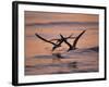 Black Skimmer, Fort Meyers, Florida, USA-Rolf Nussbaumer-Framed Photographic Print