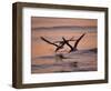 Black Skimmer, Fort Meyers, Florida, USA-Rolf Nussbaumer-Framed Photographic Print