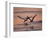 Black Skimmer, Fort Meyers, Florida, USA-Rolf Nussbaumer-Framed Photographic Print