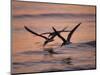 Black Skimmer, Fort Meyers, Florida, USA-Rolf Nussbaumer-Mounted Photographic Print