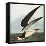 Black Skimmer or Shearwater. Black Skimmer (Rynchops Niger), from 'The Birds of America'-John James Audubon-Framed Stretched Canvas