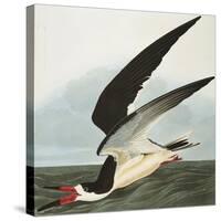 Black Skimmer or Shearwater. Black Skimmer (Rynchops Niger), from 'The Birds of America'-John James Audubon-Stretched Canvas