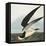 Black Skimmer or Shearwater. Black Skimmer (Rynchops Niger), from 'The Birds of America'-John James Audubon-Framed Stretched Canvas