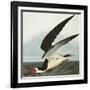 Black Skimmer or Shearwater. Black Skimmer (Rynchops Niger), from 'The Birds of America'-John James Audubon-Framed Giclee Print