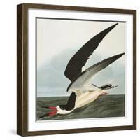 Black Skimmer or Shearwater. Black Skimmer (Rynchops Niger), from 'The Birds of America'-John James Audubon-Framed Giclee Print