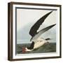 Black Skimmer or Shearwater. Black Skimmer (Rynchops Niger), from 'The Birds of America'-John James Audubon-Framed Giclee Print