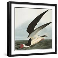 Black Skimmer or Shearwater. Black Skimmer (Rynchops Niger), from 'The Birds of America'-John James Audubon-Framed Giclee Print