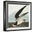 Black Skimmer or Shearwater. Black Skimmer (Rynchops Niger), from 'The Birds of America'-John James Audubon-Framed Giclee Print