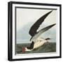 Black Skimmer or Shearwater. Black Skimmer (Rynchops Niger), from 'The Birds of America'-John James Audubon-Framed Giclee Print