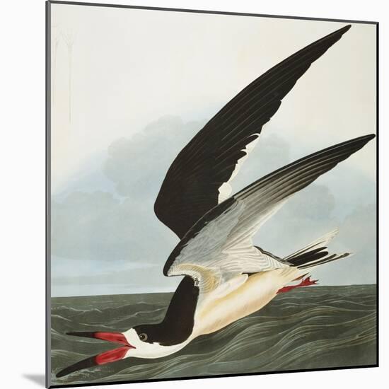 Black Skimmer or Shearwater. Black Skimmer (Rynchops Niger), from 'The Birds of America'-John James Audubon-Mounted Giclee Print