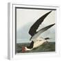 Black Skimmer or Shearwater. Black Skimmer (Rynchops Niger), from 'The Birds of America'-John James Audubon-Framed Premium Giclee Print