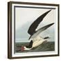 Black Skimmer or Shearwater. Black Skimmer (Rynchops Niger), from 'The Birds of America'-John James Audubon-Framed Giclee Print