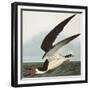 Black Skimmer or Shearwater. Black Skimmer (Rynchops Niger), from 'The Birds of America'-John James Audubon-Framed Giclee Print