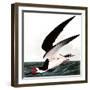 Black Skimmer or Shearwater, Rhincops Nigra, from the Birds of America by John J. Audubon, Pub. 182-John James Audubon-Framed Giclee Print