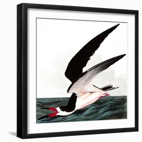 Black Skimmer or Shearwater, Rhincops Nigra, from the Birds of America by John J. Audubon, Pub. 182-John James Audubon-Framed Giclee Print