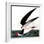 Black Skimmer or Shearwater, Rhincops Nigra, from the Birds of America by John J. Audubon, Pub. 182-John James Audubon-Framed Giclee Print