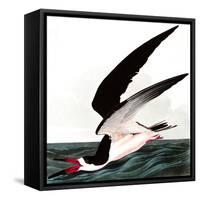 Black Skimmer or Shearwater, Rhincops Nigra, from the Birds of America by John J. Audubon, Pub. 182-John James Audubon-Framed Stretched Canvas