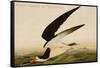 Black Skimmer or Shearwater-John James Audubon-Framed Stretched Canvas