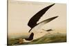 Black Skimmer or Shearwater-John James Audubon-Stretched Canvas