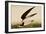 Black Skimmer or Shearwater-John James Audubon-Framed Art Print