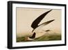Black Skimmer or Shearwater-John James Audubon-Framed Art Print