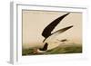 Black Skimmer or Shearwater-John James Audubon-Framed Art Print