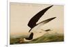 Black Skimmer or Shearwater-John James Audubon-Framed Art Print