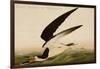 Black Skimmer or Shearwater-John James Audubon-Framed Art Print