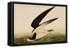Black Skimmer or Shearwater-John James Audubon-Framed Stretched Canvas