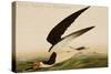 Black Skimmer or Shearwater-John James Audubon-Stretched Canvas