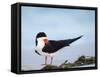 Black Skimmer Preening on Beach, Gulf of Mexico, Florida-Maresa Pryor-Framed Stretched Canvas