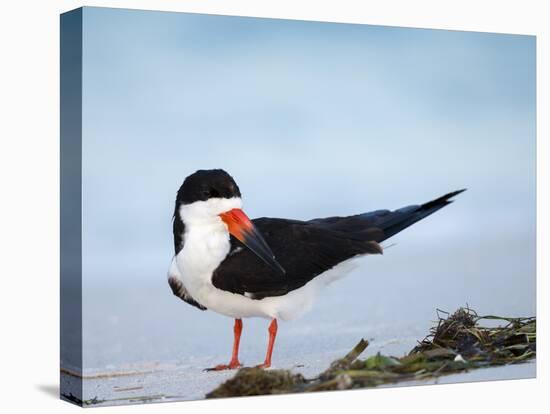 Black Skimmer Preening on Beach, Gulf of Mexico, Florida-Maresa Pryor-Stretched Canvas