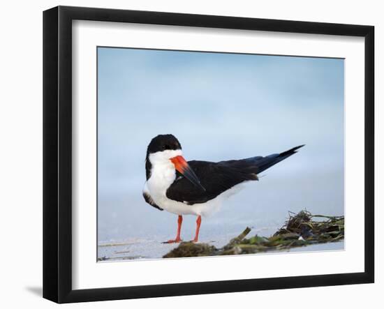 Black Skimmer Preening on Beach, Gulf of Mexico, Florida-Maresa Pryor-Framed Photographic Print