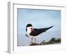 Black Skimmer Preening on Beach, Gulf of Mexico, Florida-Maresa Pryor-Framed Photographic Print