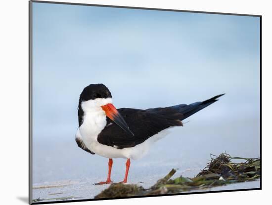 Black Skimmer Preening on Beach, Gulf of Mexico, Florida-Maresa Pryor-Mounted Photographic Print