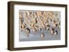 Black Skimmer (Rynchops niger) flock, resting on beach, Florida, USA-Edward Myles-Framed Photographic Print