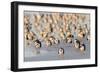 Black Skimmer (Rynchops niger) flock, resting on beach, Florida, USA-Edward Myles-Framed Photographic Print