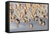 Black Skimmer (Rynchops niger) flock, resting on beach, Florida, USA-Edward Myles-Framed Stretched Canvas