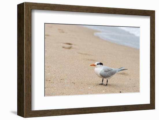 Black skimmer (Rynchops niger) on beach-null-Framed Photographic Print