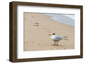 Black skimmer (Rynchops niger) on beach-null-Framed Photographic Print