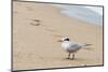 Black skimmer (Rynchops niger) on beach-null-Mounted Photographic Print